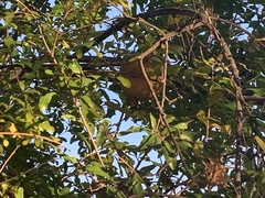 Punica granatum