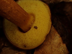 Boletellus chrysenteroides