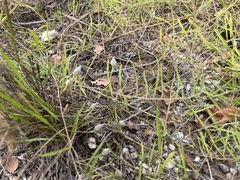 Stylisma pickeringii pattersonii