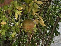 Punica granatum