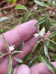 Croton argyranthemus