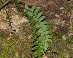 Asplenium platyneuron