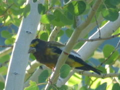 Coccothraustes vespertinus
