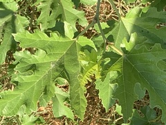 Morus alba