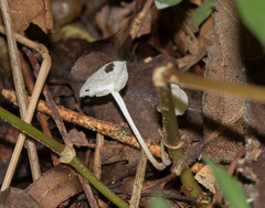 Leucocoprinus fragilissimus