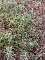 Croton argyranthemus