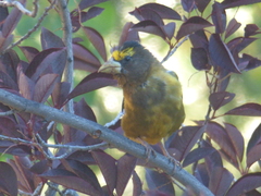 Coccothraustes vespertinus