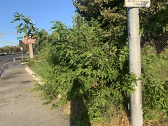 Morus alba