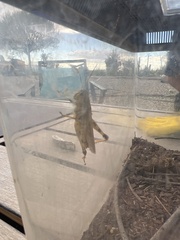 Melanoplus differentialis