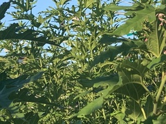 Morus alba