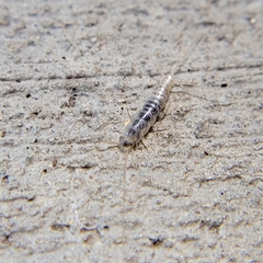 Lepismatidae