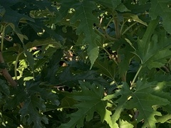 Morus alba