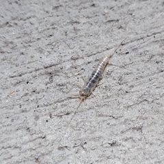 Lepismatidae