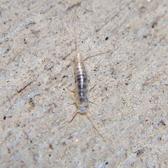 Lepismatidae