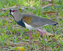 Vanellus chilensis