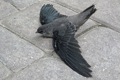 Chaetura pelagica