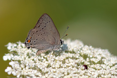 Satyrium sylvinus