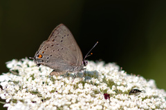 Satyrium sylvinus