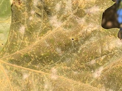 Erysiphe platani