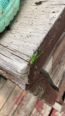 Conocephalus nigropleurum