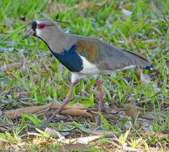 Vanellus chilensis