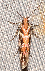 Aristotelia lespedezae