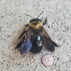 Xylocopa virginica
