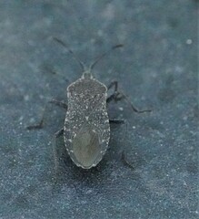 Anasa tristis