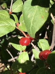 Shepherdia canadensis