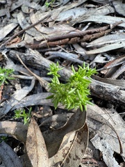 Crassula helmsii