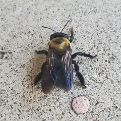 Xylocopa virginica