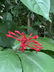 Odontonema cuspidatum