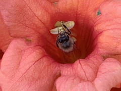 Apis mellifera