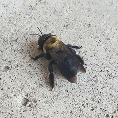 Xylocopa virginica
