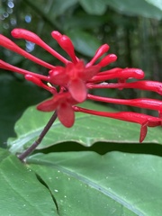 Odontonema cuspidatum