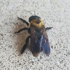 Xylocopa virginica
