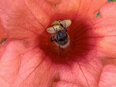 Apis mellifera