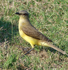 Machetornis rixosa