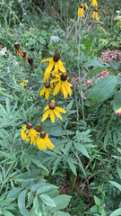 Ratibida pinnata