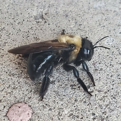 Xylocopa virginica