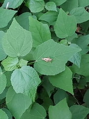 Melanoplini