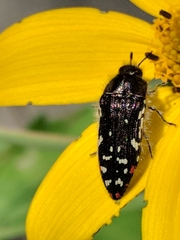 Acmaeodera rubronotata