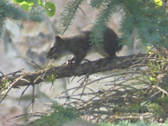Tamiasciurus fremonti