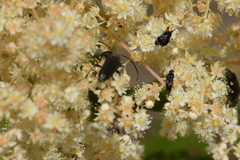 Lepturopsis dolorosa