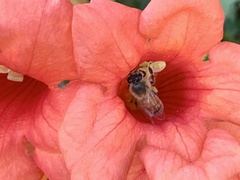 Apis mellifera