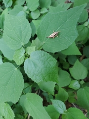Melanoplini
