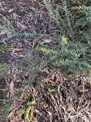 Bossiaea cinerea