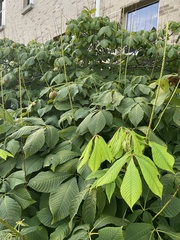 Aesculus