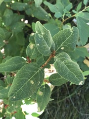 Shepherdia canadensis