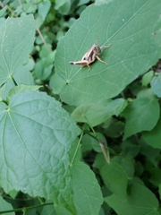Melanoplini